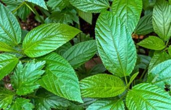 Health Benefits of Ewedu Leaves www.21e645788a.nxcli.net/Secrets About Jute (Ewedu) Leaves