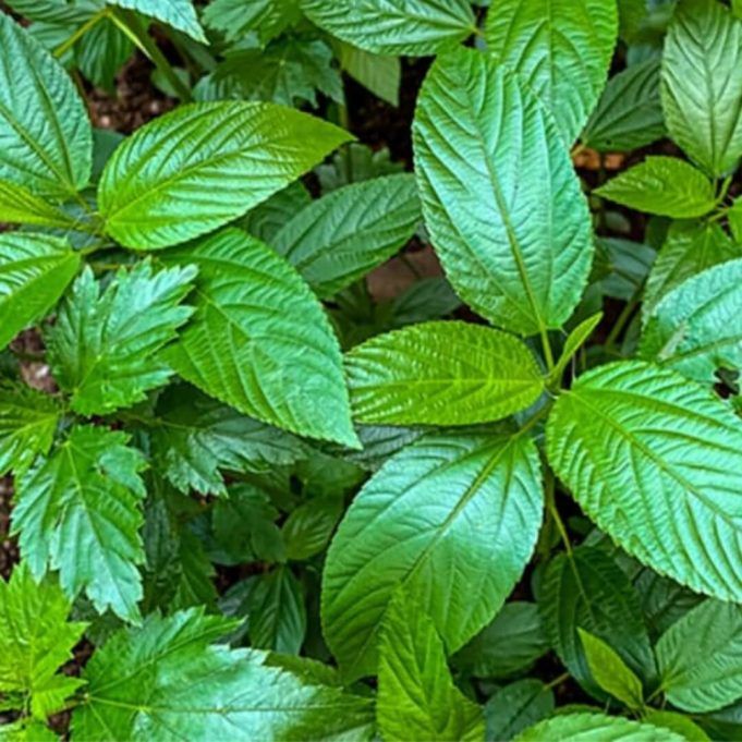 Health Benefits of Ewedu Leaves www.21e645788a.nxcli.net/Secrets About Jute (Ewedu) Leaves