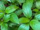 Health Benefits of Ewedu Leaves www.21e645788a.nxcli.net/Secrets About Jute (Ewedu) Leaves