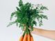 Carrot Can Give Me a Beautiful Skin www.21e645788a.nxcli.net/Carrot Can Give You A Beautiful Skin-Publog
