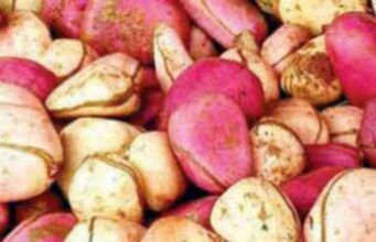 Health Benefits of Kolanut www.21e645788a.nxcli.net/Health Benefits of Kolanut
