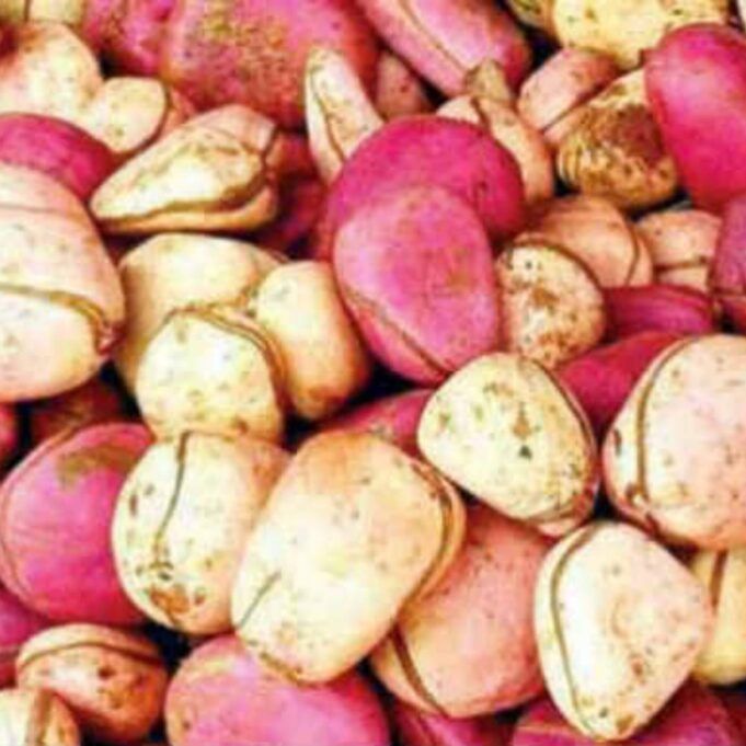 Health Benefits of Kolanut www.21e645788a.nxcli.net/Health Benefits of Kolanut