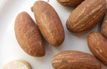 Health Benefits of Bitter Kola 8 Reasons You Should Always Chew Bitter Kola.