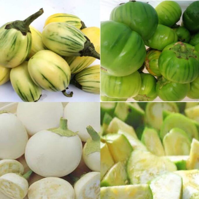 Health Benefits of Garden Egg and Risk Factors Garden Egg Benefits and Risk Factors
