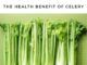 Benefit of Celery The Health Benefit of Celery