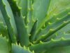 7 Health Benefits of Aloe Vera Health Benefits of Aloe Vera