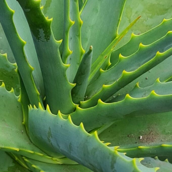 7 Health Benefits of Aloe Vera Health Benefits of Aloe Vera