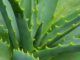 7 Health Benefits of Aloe Vera Health Benefits of Aloe Vera