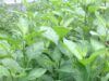 Health Benefits and Nutritional value of Bitter Leaf Health Benefits of Bitter Leaf