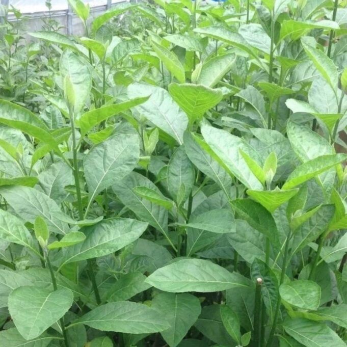 Health Benefits and Nutritional value of Bitter Leaf Health Benefits of Bitter Leaf