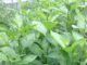 Health Benefits and Nutritional value of Bitter Leaf Health Benefits of Bitter Leaf