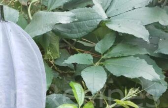 Health Benefits of Pumpkin Leaves Health Benefits of Pumpkin Leaves