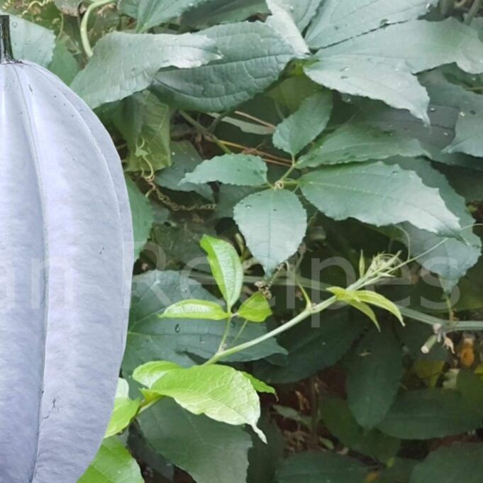 Health Benefits of Pumpkin Leaves Health Benefits of Pumpkin Leaves