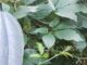 Health Benefits of Pumpkin Leaves Health Benefits of Pumpkin Leaves