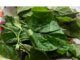 Side Effect Of Utazi Leaf Utazi Leaf