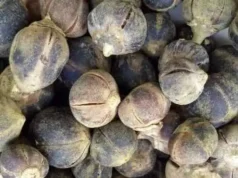 10 Wonderful Health Benefits Of Goron Tula Fruit to Womens goron tula benefits