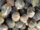 10 Wonderful Health Benefits Of Goron Tula Fruit to Womens goron tula benefits