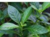 Can Bitter Leaf Cause Measles Bitter Leaf