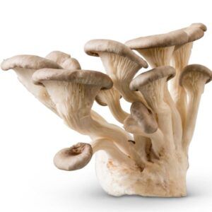 Oyster Mushrooms