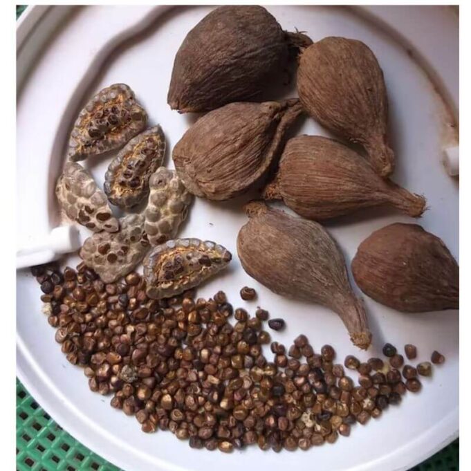 Benefits of Alligator Pepper to Woman Alligator Pepper