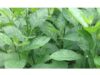 Does Bitter Leaf Help Sexually Bitter Leaf