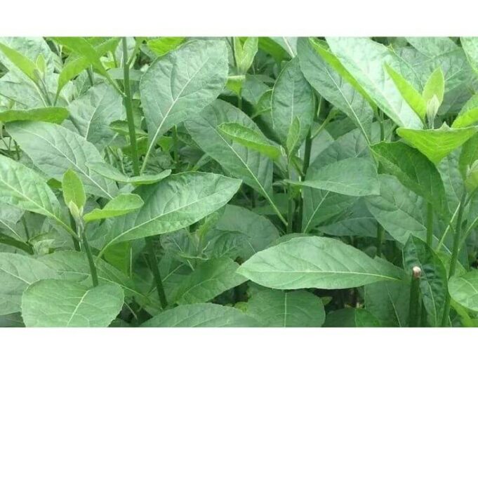 Does Bitter Leaf Help Sexually Bitter Leaf