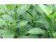 Does Bitter Leaf Help Sexually Bitter Leaf