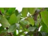 Benefits of Guava Leaves Sexually Guava Leaves