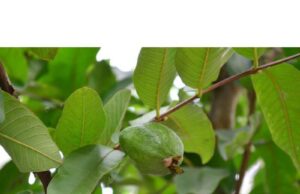Benefits of Guava Leaves Sexually Guava Leaves