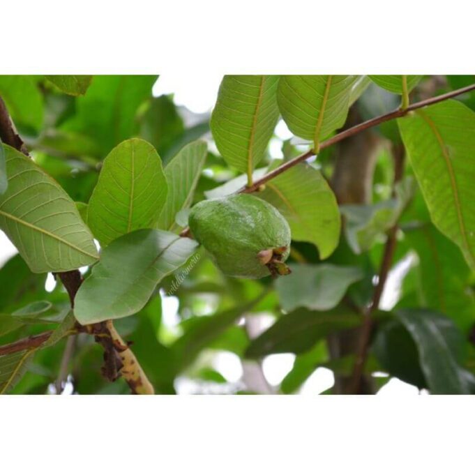 Benefits of Guava Leaves Sexually Guava Leaves