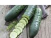 Importance of Cucumber Sexually Importance of Cucumber Sexually
