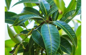 Benefits of Mango Leaves Sexually Mango Leaves