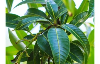 Benefits of Mango Leaves Sexually Mango Leaves