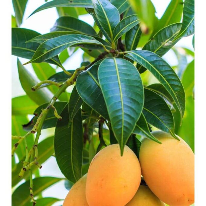 Benefits of Mango Leaves Sexually Mango Leaves