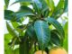 Benefits of Mango Leaves Sexually Mango Leaves