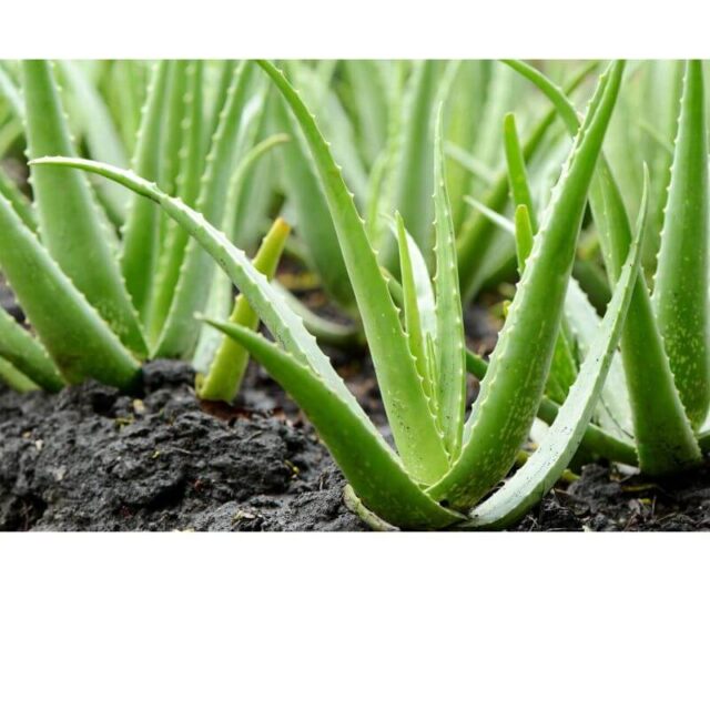 Aloe Vera