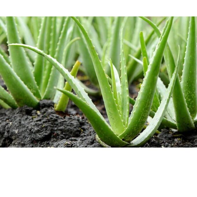 How To Use Aloe Vera For Hair Growth Aloe Vera