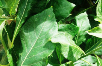 Bitter Leaf Water: Is it Safe or Risky? Exploring the Side Effects Bitter Leaf Water