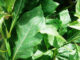 Bitter Leaf Water: Is it Safe or Risky? Exploring the Side Effects Bitter Leaf Water