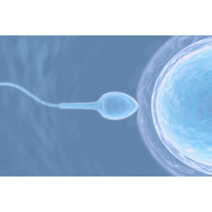 Does Thickness Of Sperm Determine Fertility Does Thickness Of Sperm Determine Fertility