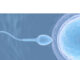 Does Thickness Of Sperm Determine Fertility Does Thickness Of Sperm Determine Fertility