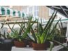 How To Make Aloe Vera Gel How To Make Aloe Vera Gel