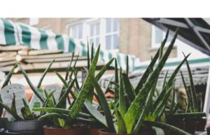 How To Make Aloe Vera Gel How To Make Aloe Vera Gel