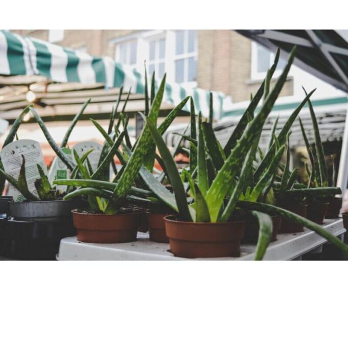 How To Make Aloe Vera Gel How To Make Aloe Vera Gel