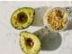 Does Avocado Cause Acne Does Avocado Cause Acne
