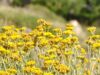 Helichrysum Skin Benefits Helichrysum Skin Benefits
