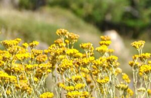 Helichrysum Skin Benefits Helichrysum Skin Benefits