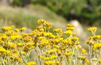 Helichrysum Skin Benefits Helichrysum Skin Benefits