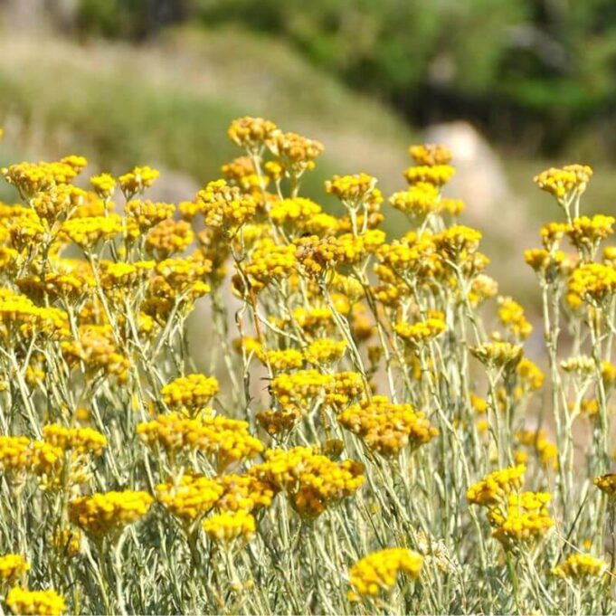 Helichrysum Skin Benefits Helichrysum Skin Benefits