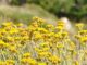 Helichrysum Skin Benefits Helichrysum Skin Benefits